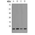 LifeSab™ Histone H2B Rabbit pAb (50 µl)