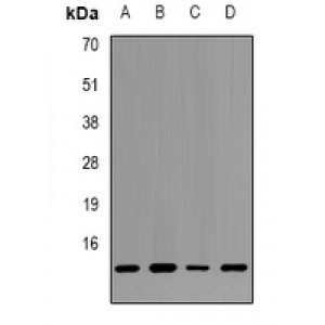 LifeSab™ Histone H2B Rabbit pAb (50 µl)