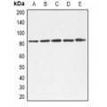 LifeSab™ HSP72 Rabbit pAb (50 µl)