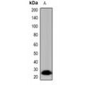 LifeSab™ OCT4 Rabbit pAb (50 µl)