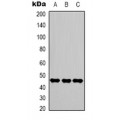 LifeSab™ GAPDH -HRP labeled Mouse mAb (50 µl)