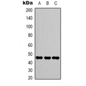 LifeSab™ GAPDH -HRP labeled Mouse mAb (50 µl)