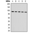 LifeSab™ Beta-tubulin Mouse mAb (50 µl)