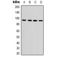 LifeSab™ Beta-tubulin Mouse mAb (50 µl)