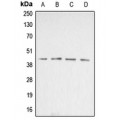 LifeSab™ Beta-actin Rabbit pAb (50 µl)