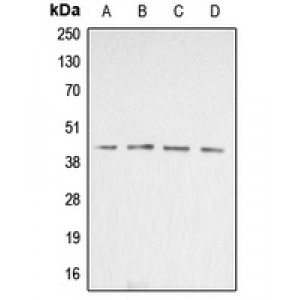 LifeSab™ Beta-actin Rabbit pAb (50 µl)