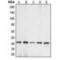 LifeSab™ Gamma-actin-1 Rabbit pAb (50 µl)