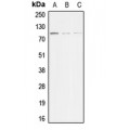 LifeSab™ ACTN3 Rabbit pAb (50 µl)