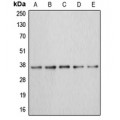 LifeSab™ Annexin A3 Rabbit pAb (50 µl)