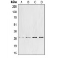 LifeSab™ Cyclin G1 Rabbit pAb (50 µl)
