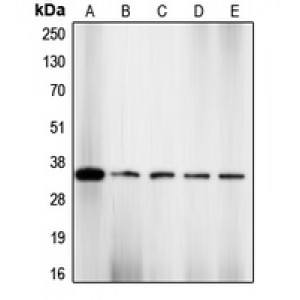 LifeSab™ CDK2 (pT160) Rabbit pAb (50 µl)