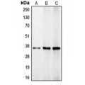LifeSab™ C/EBP beta Rabbit pAb (50 µl)
