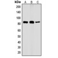 LifeSab™ IKK alpha (pT23) Rabbit pAb (50 µl)