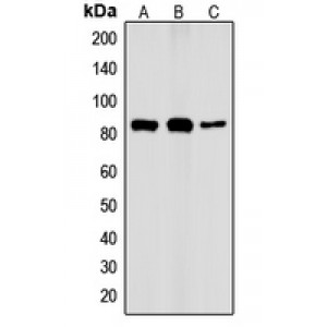 LifeSab™ IKK alpha (pT23) Rabbit pAb (50 µl)