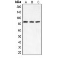 LifeSab™ IKK alpha Rabbit pAb (50 µl)