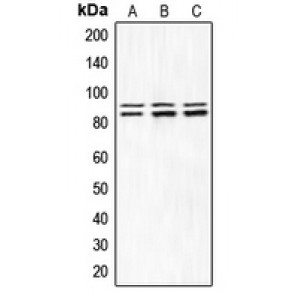 LifeSab™ IKK alpha/beta (pS180/181) Rabbit pAb (50 µl)