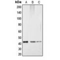 LifeSab™ CREB (pS121) Rabbit pAb (50 µl)
