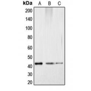 LifeSab™ CREB (pS121) Rabbit pAb (50 µl)