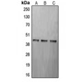 LifeSab™ CREB Rabbit pAb (50 µl)