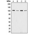 LifeSab™ Catenin alpha 1/2 Rabbit pAb (50 µl)