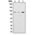 LifeSab™ Beta-catenin Rabbit pAb (50 µl)