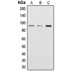 LifeSab™ Beta-catenin Rabbit pAb (50 µl)