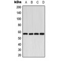 LifeSab™ Cytochrome P450 2E1 Rabbit pAb (50 µl)