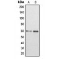 LifeSab™ DAB1 Rabbit pAb (50 µl)
