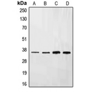 LifeSab™ Ephrin B3 Rabbit pAb (50 µl)