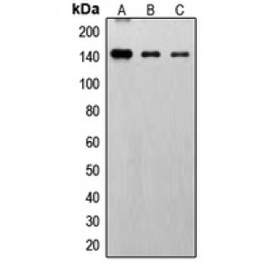 LifeSab™ FGFR1 (pY766) Rabbit pAb (50 µl)