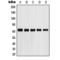 LifeSab™ Glypican 5 Rabbit pAb (50 µl)