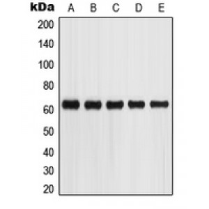 LifeSab™ Glypican 5 Rabbit pAb (50 µl)