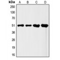 LifeSab™ FLI1 Rabbit pAb (50 µl)