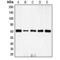 LifeSab™ c-FOS Rabbit pAb (50 µl)