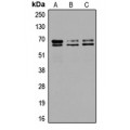 LifeSab™ GAD1/2 Rabbit pAb (50 µl)