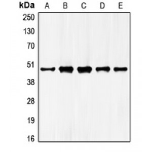 LifeSab™ GATA4 Rabbit pAb (50 µl)