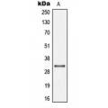 LifeSab™ Connexin 32 Rabbit pAb (50 µl)