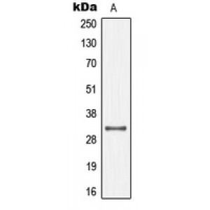 LifeSab™ Connexin 32 Rabbit pAb (50 µl)