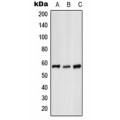 LifeSab™ Glycerol Kinase 1 Rabbit pAb (50 µl)