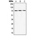 LifeSab™ GUCY1B3 Rabbit pAb (50 µl)