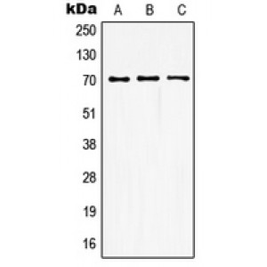 LifeSab™ GUCY1B3 Rabbit pAb (50 µl)