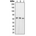 LifeSab™ NUR77 Rabbit pAb (50 µl)