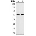 LifeSab™ hnRNP F Rabbit pAb (50 µl)
