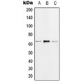 LifeSab™ hnRNP K (pS284) Rabbit pAb (50 µl)