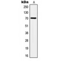 LifeSab™ HSC70 Rabbit pAb (50 µl)