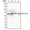 LifeSab™ IGF1 Receptor Rabbit pAb (50 µl)