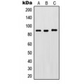 LifeSab™ IKK beta (pY188) Rabbit pAb (50 µl)