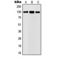 LifeSab™ JAK1 (pY1022) Rabbit pAb (50 µl)