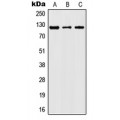 LifeSab™ JAK2 (pY1007) Rabbit pAb (50 µl)