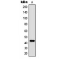 LifeSab™ c-Jun (pT91) Rabbit pAb (50 µl)